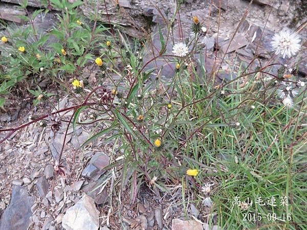菊科_高山毛連菜(116).JPG