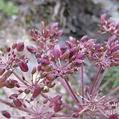 繖形科_玉山當歸(11).JPG