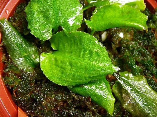 Cryptocoryne longicauda鵝卵椒草