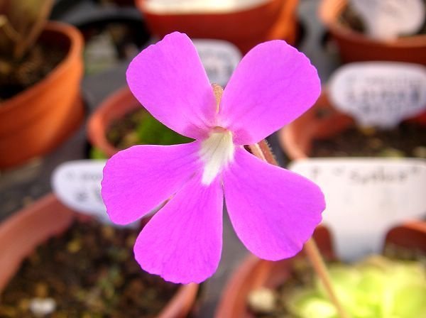 Pinguicula  &apos;Sethos&apos;(ehlersiae x moranensis)