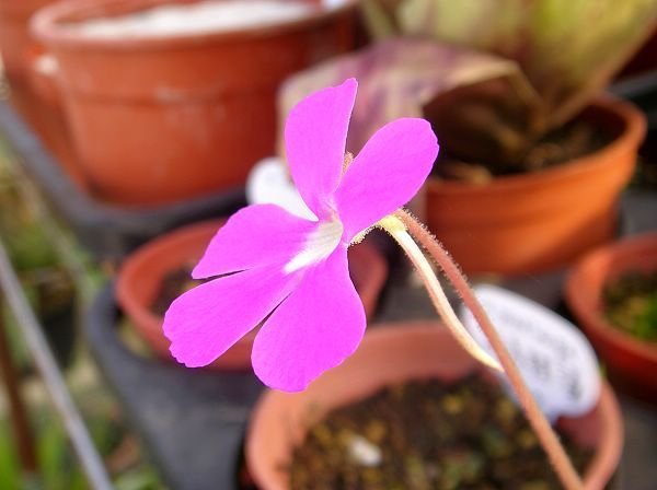 Pinguicula  &apos;Sethos&apos;(ehlersiae x moranensis)