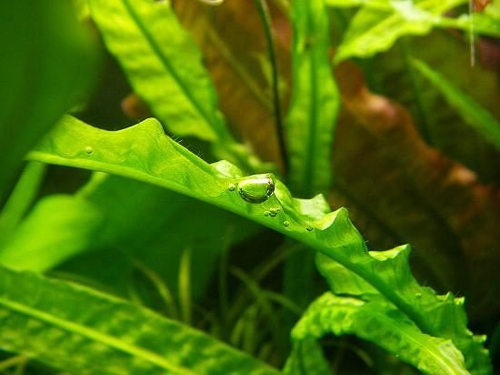 Cryptocoryne crispatula var. balansae