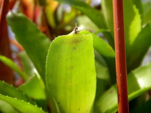 Aechmea aculeatosepala 