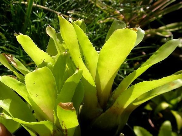 Aechmea aculeatosepala 