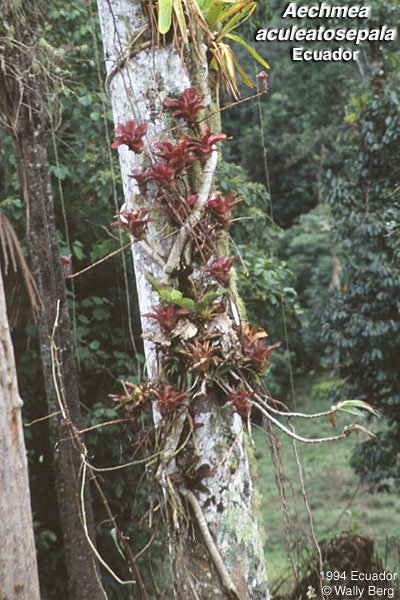 Aechmea aculeatosepala(1).jpg