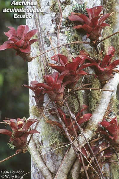 Aechmea aculeatosepala(9).jpg