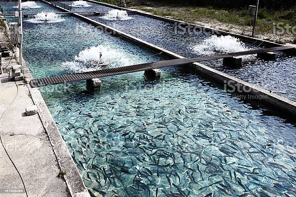 fish farming 智能水產養殖