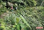 唐麻丹山 林相原始 6.9..jpg