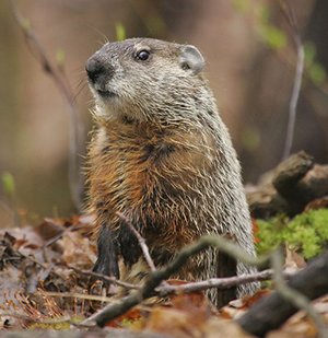 woodchuck01.jpg