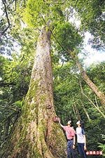 涼山1號神木 6.15..jpg
