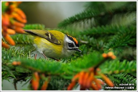 火冠戴菊鳥3.jpg