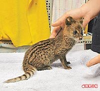 小麝香貓很有活力 6.22..jpg