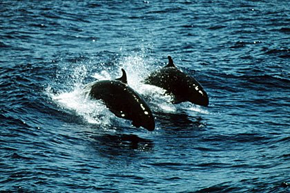 falsekillerwhale01.jpg