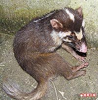 鼬獾愛偷吃1.6..jpg