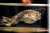 鮟鱇魚 好炫 1.10..jpg