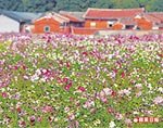 通宵賞花海 2.jpg