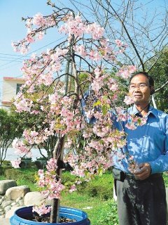 洲府枝垂櫻 2.28..jpg