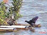 紅冠水雞 回巢 3.31..jpg