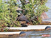 紅冠水雞 餵哺 3.31..jpg