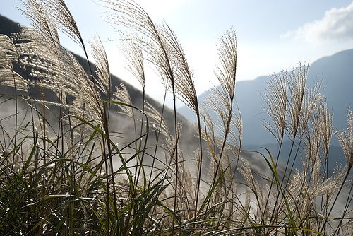 七星山步道 3.jpg