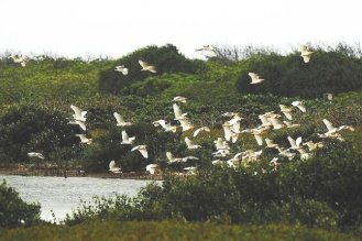 東沙鳥況壯觀 4.28..jpg