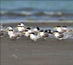 黑嘴端鳳頭燕鷗 5.19..jpg