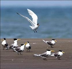 黑嘴端鳳頭燕鷗2.jpg