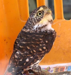 鵂鶹 兇猛最小貓頭鷹 5.19..jpg