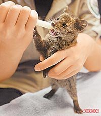 保育類動物小麝香貓 6.22..jpg