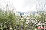 中港溪的甜根子草 10.5..jpg