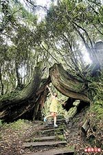 鐵杉自然步道 7.19..jpg