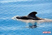 領航鯨頭大而圓 9.29..jpg
