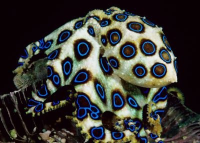 藍環章魚2.jpg