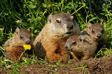 Woodchucks.jpg