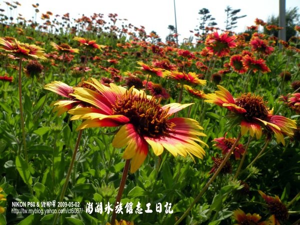 天人菊.jpg