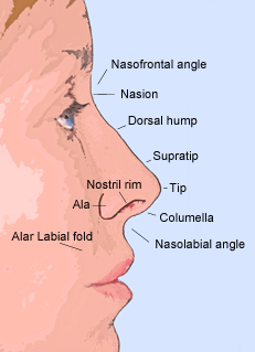 Surface-anatomy-of-the-nose