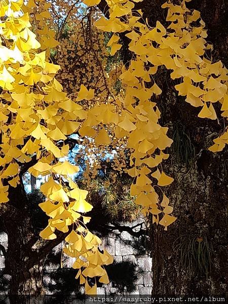 京都紅葉走踏