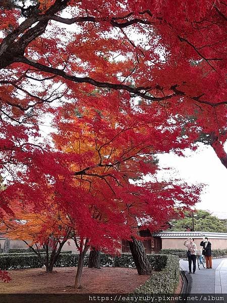 京都紅葉走踏