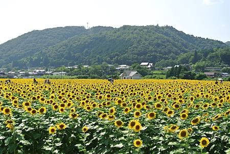 DSC_7432.JPG