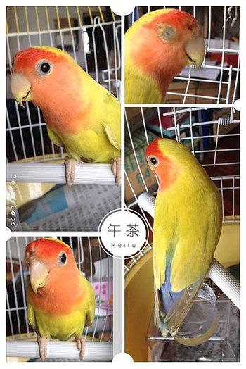 黃化小鸚