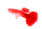 guppy5.gif