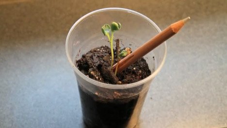 Democratech-SproutingPencil-Sprouting