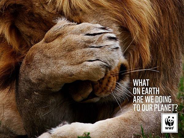 WWF-Denmark-Lion