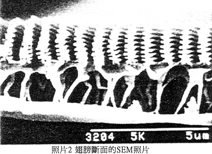 273no6p2.gif