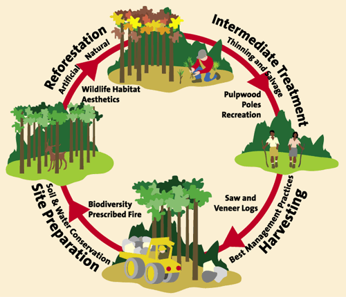 lifecycle.gif