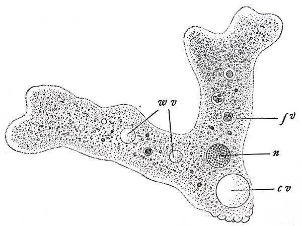 Wilson1900Fig3.jpg