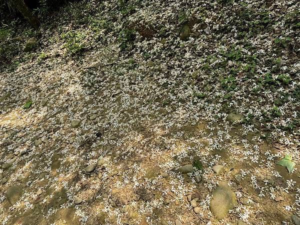 福頭山太極宮步道