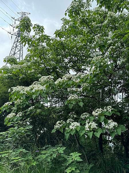 福頭山太極宮步道