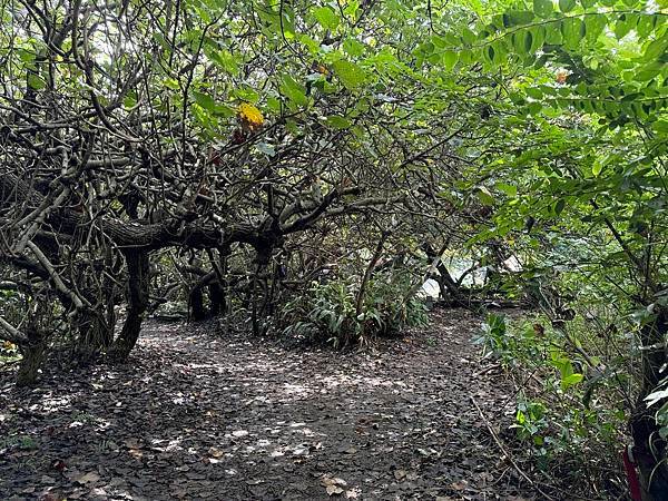 草漯沙丘地質公園