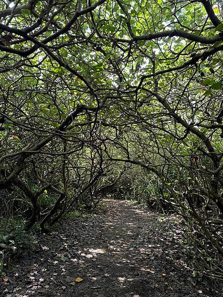 草漯沙丘地質公園